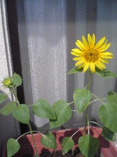 我が家の夏