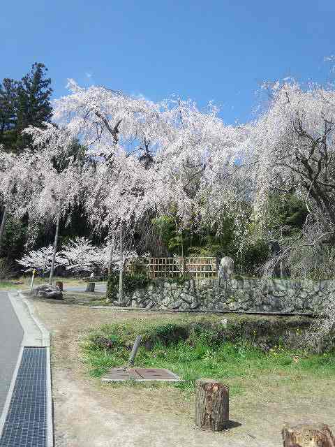 神原のシダレザクラ