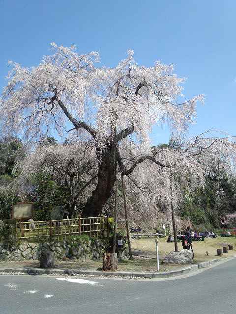 神原のシダレザクラ