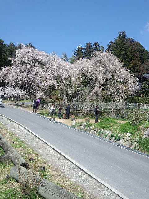 神原のシダレザクラ