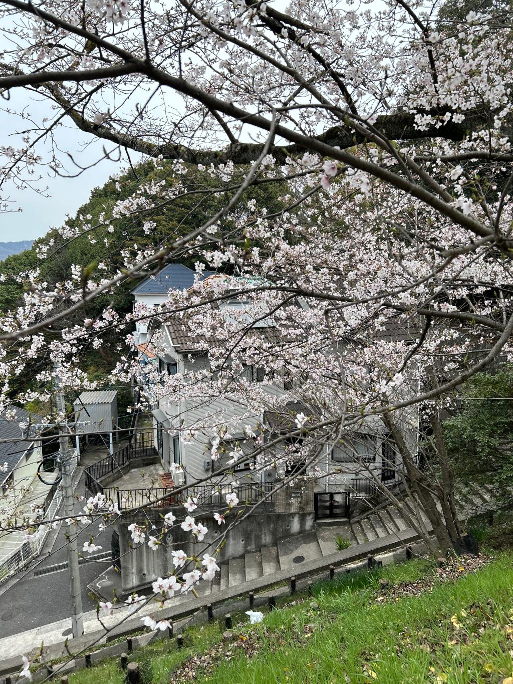 今年のお花見🌸