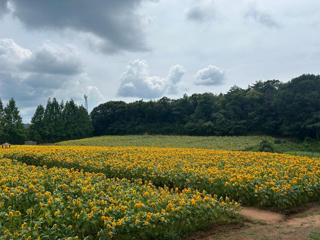 【　ひまわり畑🌻　】